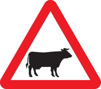 Cattle